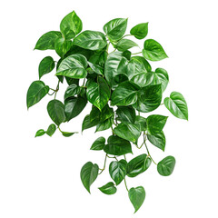 A Lush Green Pothos Plant with Trailing Vines Isolated on Transparent Background