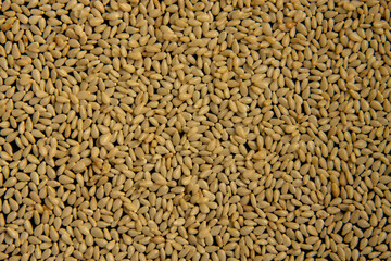 Particle, rough, textured texture, leather, paper, pattern, dot, shape, overlay