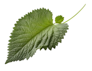 close up of a leaf of shiso or perilla (Perilla frutescens var. crispa) isolated on transparent or white background