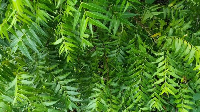 Azadirachta indica branches of neem tree leaves on the beach exposed to the wind. natural medicine
