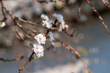 Cherry blossoms on a branch by water. at Himeji, Japan