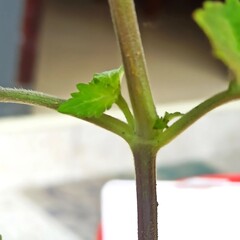 A close-up shot of a fresh bud sprouting from a plant stem, symbolizing new life and strong growth potential.