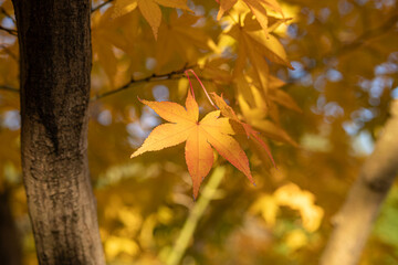 Golden autumn leaves on a tree branch at Kokoen Garden ,Himeji, Japan