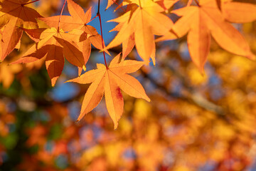 Colorful autumn leaves against a blue sky at Kokoen Garden ,Himeji, Japan
