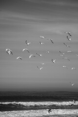 seagulls on the sea