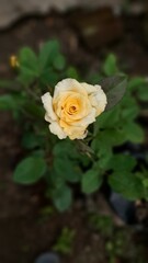 yellow rose bloom in garden