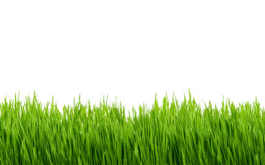 green grass isolated on white background