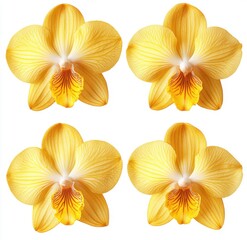 Obraz premium Vibrant Yellow Orchid Flowers Arrangement Isolated on White Background for Elegant Floral Design and Nature-Themed Projects