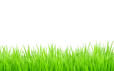 Obraz premium grass isolated on white background