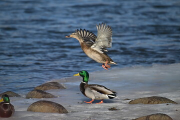ducks on the water, winter river, Mallard, take up
