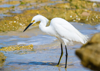 Snowy egret feeding at a beach