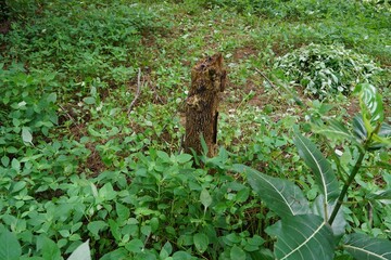 A thick cluster of wild plants with diverse-shaped green leaves, growing closely together. The forest floor is filled with natural greenery, adding to the richness of the ecosystem.