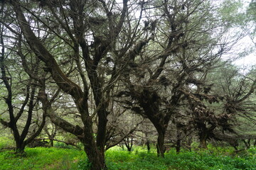A Mystical forest scene with twisted trees covered in dried leaves, creating an enchanting atmosphere.