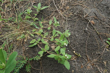 Dark and wet sand lined with vegetation and fallen leaves—nature’s quiet reminder of time’s passing.