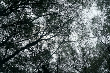 Dark tree branches intertwine against the pale sky, creating a mysterious and artistic view.