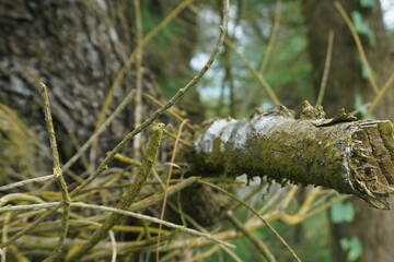 Close-up of a moss-covered broken branch tangled in wild vines, capturing the beauty of nature’s decay.