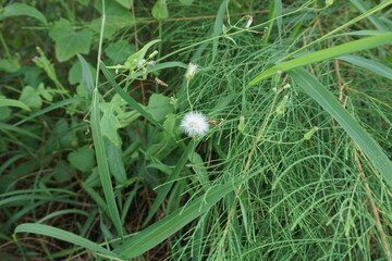 A vibrant green branch with thin, flowing leaves, perfectly blending with its lush surroundings.