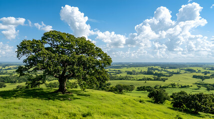 Fototapeta premium Lone oak tree on hilltop overlooking green fields, summer sky