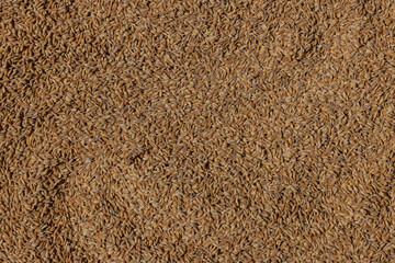 Closeup threshed paddy rice. Paddy background. Paddy.Paddy on surface.