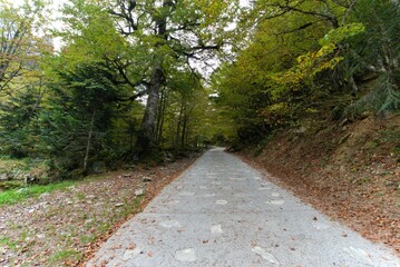 Fototapeta premium A concrete and stone road runs through a forest with trees on both sides and leaves on the ground in autumn.