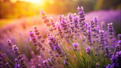 Fototapeta premium A soft focus lavender field, emphasizing a single bloom.