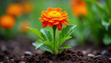 A vibrant marigold seedling with bright orange petals and green leaves growing in rich soil.