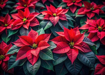 Obraz premium Charming low-light poinsettia pattern for a festive Christmas border.