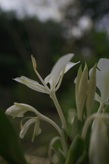 Obraz premium lily of the valley in the forest