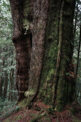 Close-Up of Old Tree Trunk Covered in Moss – Pristine Woodland