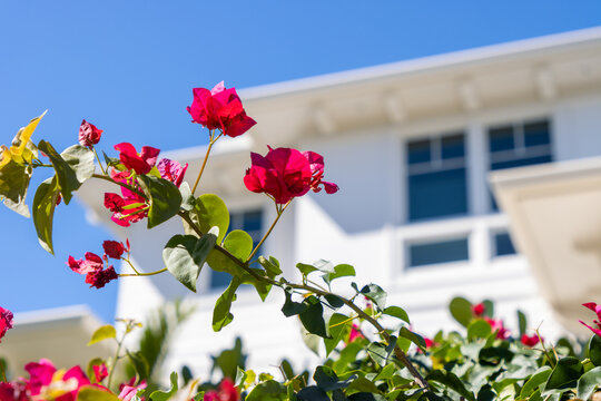Bougainvillea outside building
