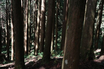 Quiet Forest Path with Stream and Ferns – Scenic Wilderness Landscape