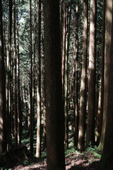 Obraz premium Sunlight Filtering Through Trees Over Forest Stream – Serene Woodland View