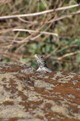 Himalaya rock agama lizard 