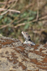 Himalaya rock agama lizard 