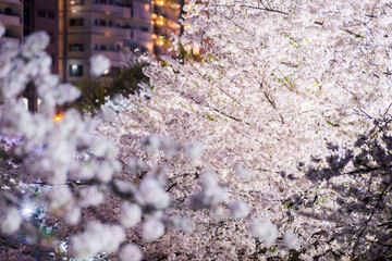 満開の桜並木
