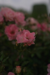pink rose in the garden