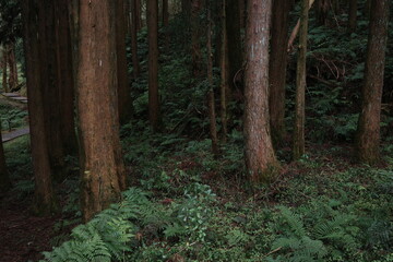 Obraz premium Quiet Forest Path with Stream and Ferns – Scenic Wilderness Landscape