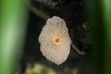 Parasola plicatilis, Commonly known as the pleated ink cap, it is a small saprotrophic fungus with a double cap. Fungi kingdom