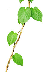 wild green leaves isolated on white