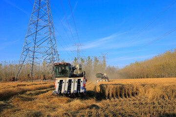 Obraz premium The rice field harvester is working