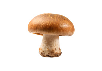 Fresh Mushroom Vegetable PNG Transparent Image Download Free