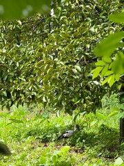 A long-billed bird is under the mangosteen tree.