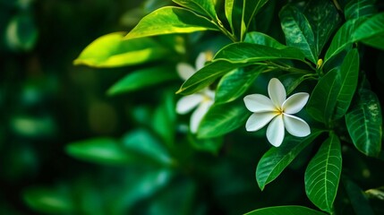 Fototapeta premium Closeup of white flower blooming with green leaves in the background