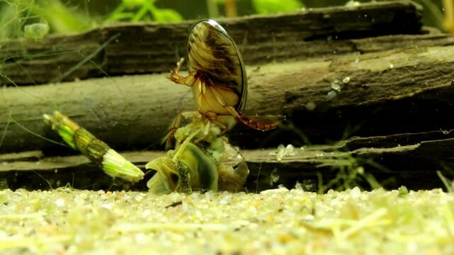 Adult Predaceous Diving Beetle (Graphoderus perplexus) underwater, feeding on a dead snail, ventral view, macro close-up. 