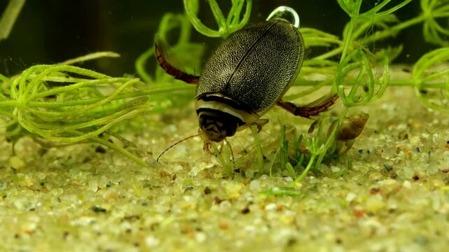 Adult Predaceous Diving Beetle (Graphoderus perplexus) underwater, sitting on the bottom before swimming away, macro close-up. 