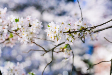 満開の桜並木