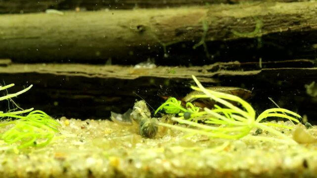 Adult Predaceous Diving Beetle (Graphoderus perplexus) underwater, searching for prey but finding a dead snail carcass to scavenge instead, macro close-up. 