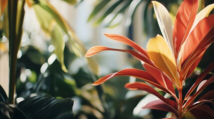 Red Yellow Green Tropical Plant Leaves Closeup
