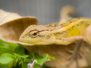 a baby chameleon hiding under a dry leaf