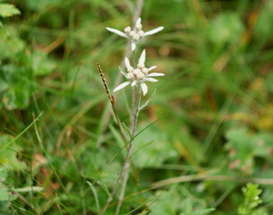 Edelweiss is rarely found in the forest, usually in the mountains.